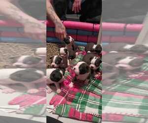 Boston Terrier Dog Breeder near SEBRING, FL, USA