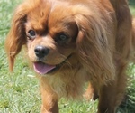 Small #2 Breeder Profile image
