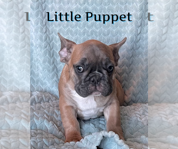 Medium Photo #23  Breeder Profile in PERRIS, CA, USA