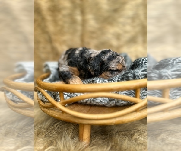 Medium Photo #8  Breeder Profile in HERNANDO, FL, USA