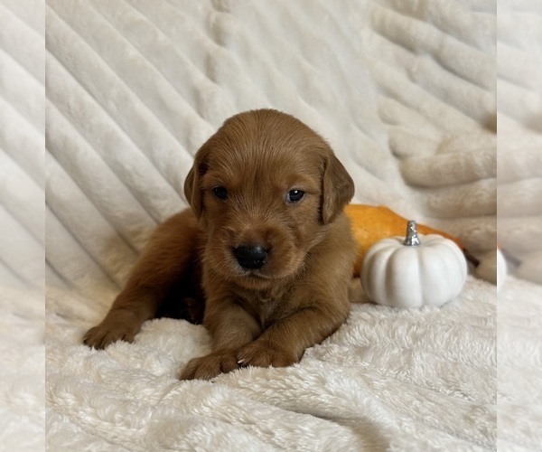 Medium Photo #6  Breeder Profile in SHINGLE SPRINGS, CA, USA