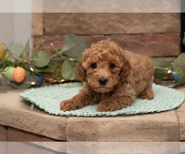 Medium Photo #1  Breeder Profile in BUSHNELL, FL, USA