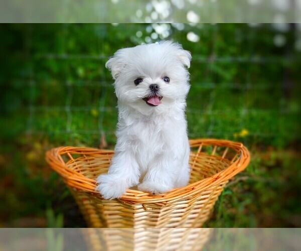 Medium Photo #9  Breeder Profile in BARREN SPRINGS, VA, USA