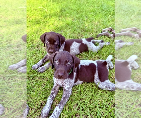 Medium Photo #19  Breeder Profile in LYONS, GA, USA