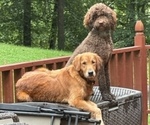 Small Photo #1  Breeder Profile in GREENVILLE, KY, USA