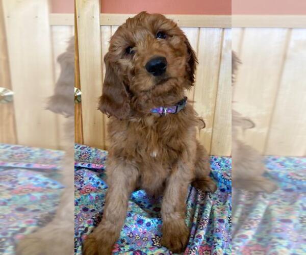 Medium Photo #1  Breeder Profile in DALLAS, WI, USA