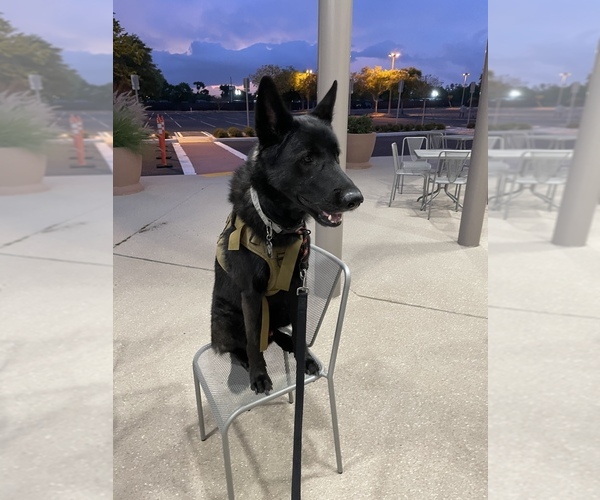 Medium Photo #1  Breeder Profile in ALAFAYA, FL, USA