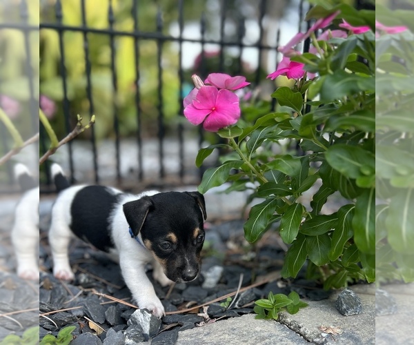 Medium Photo #5  Breeder Profile in NORTH PORT, FL, USA