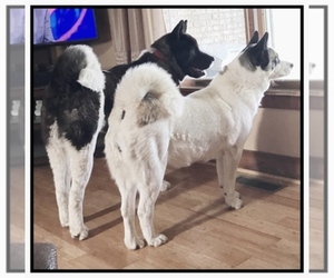 Akita Dog Breeder near SIDNEY, OH, USA