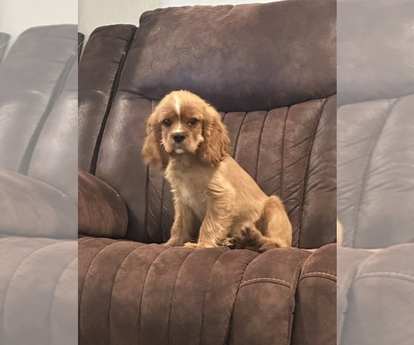 Medium Photo #38  Breeder Profile in WAXAHACHIE, TX, USA