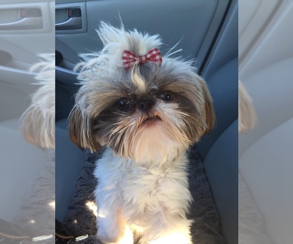 Medium Photo #1  Breeder Profile in CANTONMENT, FL, USA