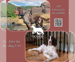 English Springer Spaniel Dog Breeder near OCOEE, TN, USA