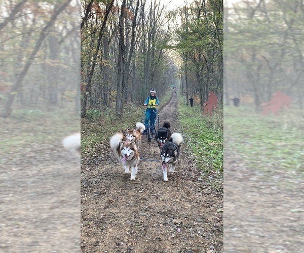 Medium Photo #73  Breeder Profile in FREDERICK, MD, USA