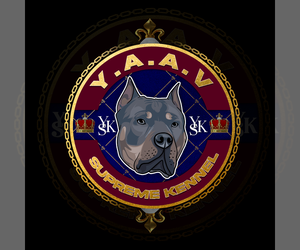 American Bully Dog Breeder in EASTABOGA,  USA
