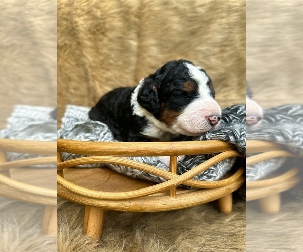 Medium Photo #7  Breeder Profile in HERNANDO, FL, USA