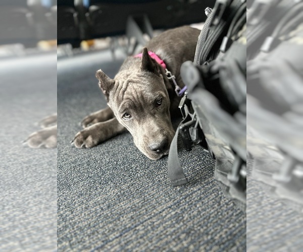 Medium Photo #5  Breeder Profile in REEVESVILLE, SC, USA