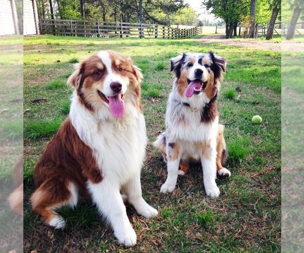 Medium Photo #1  Breeder Profile in FORT PAYNE, AL, USA