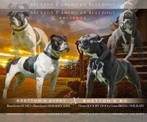 American Bulldog Dog Breeder near COLUMBIA, KY, USA