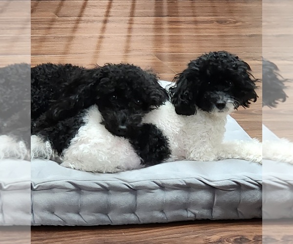 Medium Photo #1  Breeder Profile in AUBREY, TX, USA