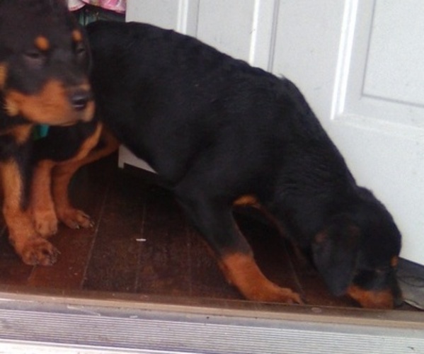 Medium Photo #9  Breeder Profile in BALTIMORE, MD, USA