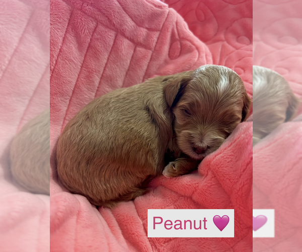 Medium Photo #17  Breeder Profile in NEPHI, UT, USA