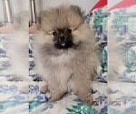 Small #11 Breeder Profile image