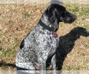 German Shorthaired Pointer Dog Breeder near BALTIMORE, MD, USA