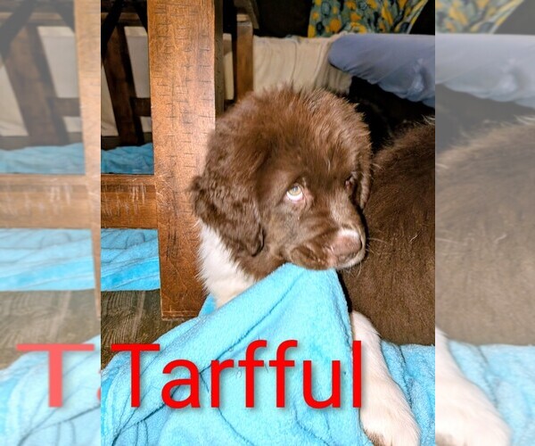 Medium Photo #31  Breeder Profile in LAS VEGAS, NV, USA