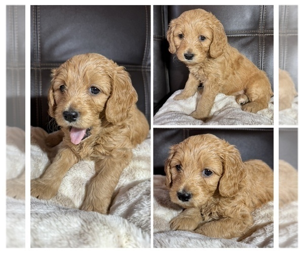 Medium Photo #7  Breeder Profile in SPARTANBURG, SC, USA