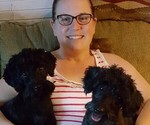 Small breeder photo