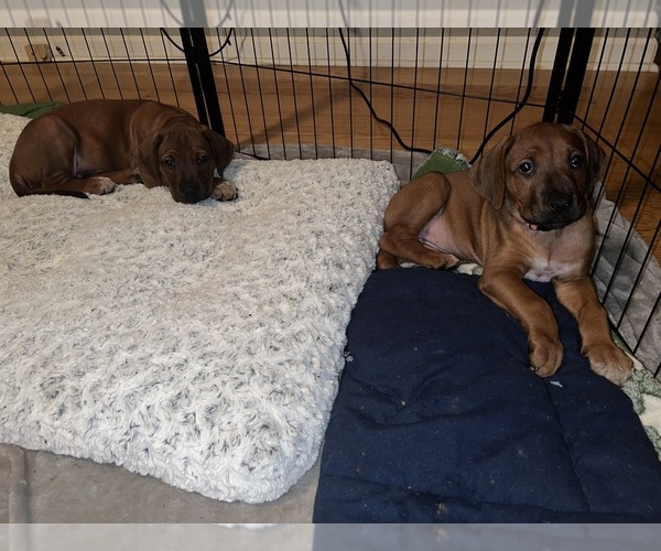 Medium Photo #24  Breeder Profile in MURFREESBORO, TN, USA
