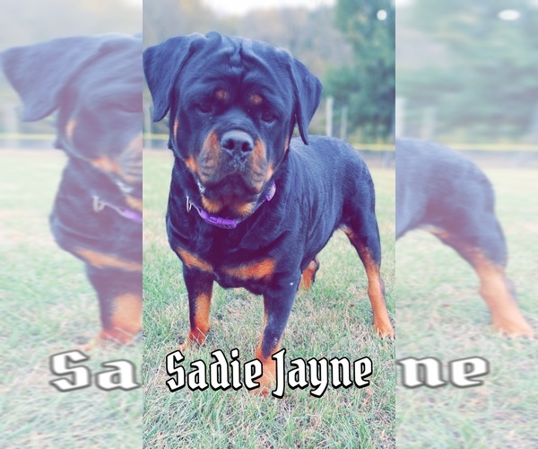Medium Photo #4  Breeder Profile in BONAPARTE, IA, USA