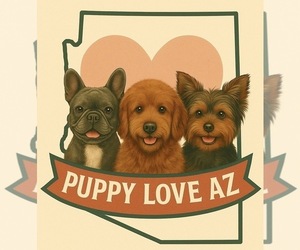 Yorkshire Terrier Dog Breeder near GLENDALE, AZ, USA