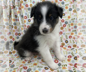 Shetland Sheepdog Dog Breeder near ALBANY, OR, USA