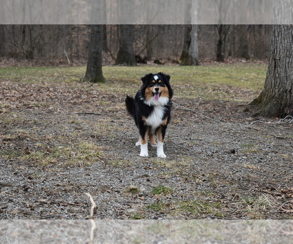 Medium Photo #1  Breeder Profile in MIFFLINBURG, PA, USA