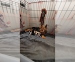 Small #95 Breeder Profile image