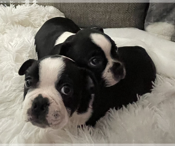 Medium Photo #1  Breeder Profile in HEBRON, KY, USA