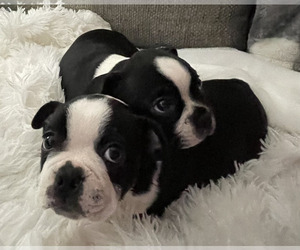 Boston Terrier Dog Breeder near HEBRON, KY, USA