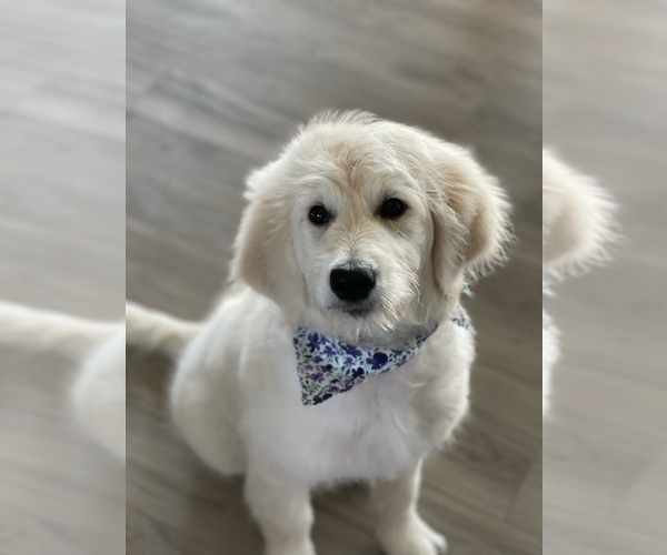 Medium Photo #1  Breeder Profile in OCONTO, WI, USA
