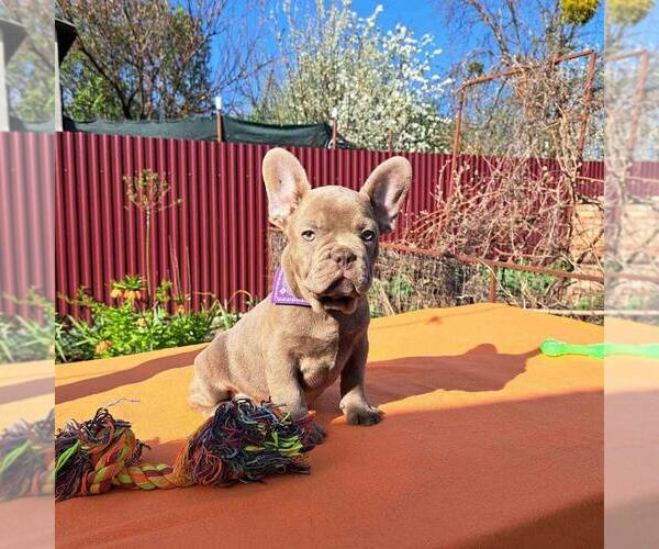 Medium Photo #1  Breeder Profile in BRIGHTON, CO, USA