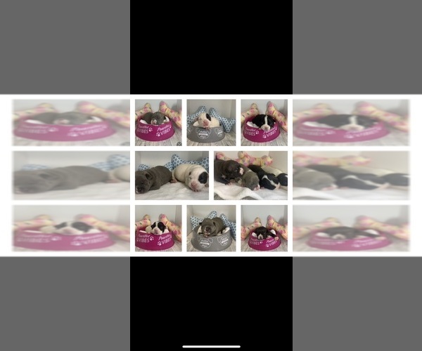 Medium Photo #1  Breeder Profile in EAST STROUDSBURG, PA, USA