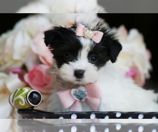 Medium Photo #8  Breeder Profile in PEMBROKE PINES, FL, USA
