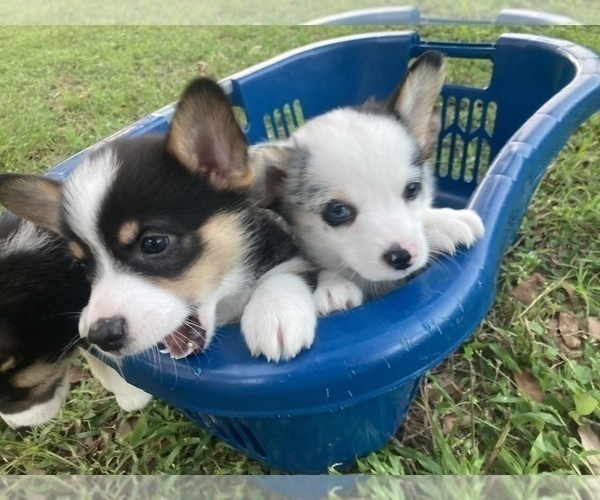 Medium Photo #24  Breeder Profile in BRANDON, FL, USA