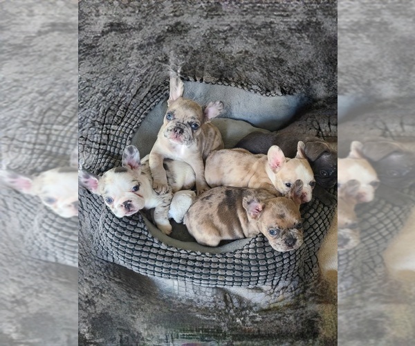 Medium Photo #1  Breeder Profile in LEANDER, TX, USA