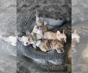 French Bulldog Dog Breeder near LEANDER, TX, USA