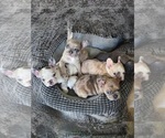 Small breeder photo
