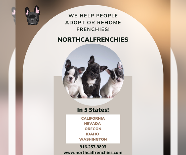 Medium Photo #6  Breeder Profile in SACRAMENTO, CA, USA