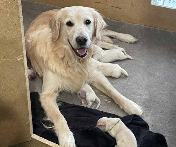 Medium Photo #1  Breeder Profile in AURORA, CO, USA