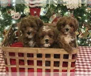 Medium Breeder Profile Photo