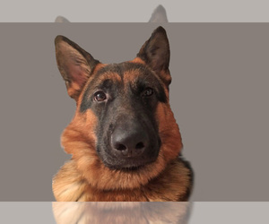 Main photo of German Shepherd Dog Dog Breeder near CARTERSVILLE, GA, USA